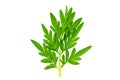 Fresh green leaf isolated closeup Royalty Free Stock Photo