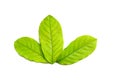 Fresh green leaf isolated closeup Royalty Free Stock Photo