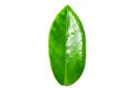 Fresh green leaf isolated closeup Royalty Free Stock Photo