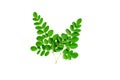 Fresh green leaf isolated closeup Royalty Free Stock Photo