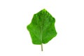 Fresh green leaf isolated closeup Royalty Free Stock Photo