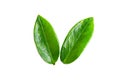 Fresh green leaf isolated closeup Royalty Free Stock Photo