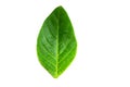 Fresh green leaf isolated closeup Royalty Free Stock Photo