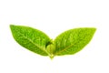 Fresh green leaf isolated closeup Royalty Free Stock Photo