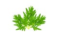 Fresh green leaf isolated closeup Royalty Free Stock Photo