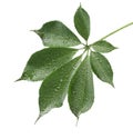 Fresh green leaf isolated on white Royalty Free Stock Photo