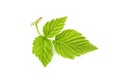 Fresh green leaf isolated closeup. Royalty Free Stock Photo