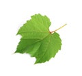 Fresh green leaf isolated on white. Grape plant Royalty Free Stock Photo