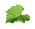 Fresh green leaf isolated on white. Grape plant Royalty Free Stock Photo