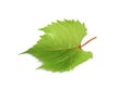 Fresh green leaf isolated on white. Grape plant Royalty Free Stock Photo