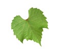 Fresh green leaf isolated on white. Grape plant Royalty Free Stock Photo