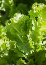 Fresh green leaf lettuce Royalty Free Stock Photo