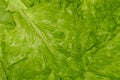 Fresh green leaf lettuce. Closeup of green fresh lettuce, background Royalty Free Stock Photo