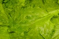 Fresh green leaf lettuce. Closeup of green fresh lettuce, background Royalty Free Stock Photo