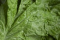Fresh green leaf lettuce closeup vibrant natural