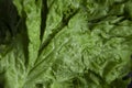 Fresh green leaf lettuce closeup vibrant natural organic Royalty Free Stock Photo