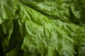 Fresh green leaf lettuce closeup vibrant Royalty Free Stock Photo