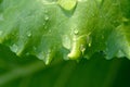 Fresh green leaf lettuce with drops of dew, macro Royalty Free Stock Photo