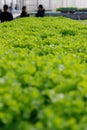 Fresh Green leaf lettuce in farm with people background Royalty Free Stock Photo