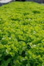 Fresh Green leaf lettuce in farm Royalty Free Stock Photo