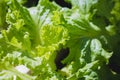 Fresh green leaf lettuce on  organic vegetables salad  food background Royalty Free Stock Photo