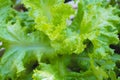 Fresh green leaf lettuce on  organic vegetables salad  food background Royalty Free Stock Photo