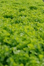 Fresh Green leaf lettuce in farm Royalty Free Stock Photo