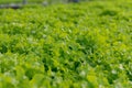 Fresh Green leaf lettuce in farm Royalty Free Stock Photo