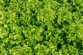 Fresh Green leaf lettuce in farm Royalty Free Stock Photo