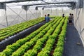 Fresh Green leaf lettuce in farm