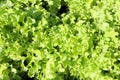 Fresh green leaf lettuce texture Royalty Free Stock Photo