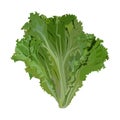 Fresh green leaf lettuce, vector illustration. Organic leaf vegetable, salad ingredient. Royalty Free Stock Photo