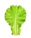 Fresh green leaf lettuce Royalty Free Stock Photo