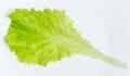 Green leaf of lettuce on white plate Royalty Free Stock Photo