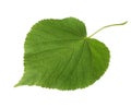 Fresh green leaf of Linden isolated on white background Royalty Free Stock Photo