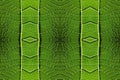 Fresh green leaf macro details pattern illustration