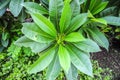 Fresh green leaf of mango in garden. Royalty Free Stock Photo
