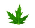 Fresh green leaf of mapple Royalty Free Stock Photo