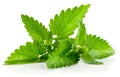 Fresh green leaf of melissa Royalty Free Stock Photo