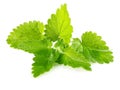 Fresh green leaf of melissa Royalty Free Stock Photo