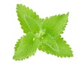 Fresh green leaf of melissa Royalty Free Stock Photo