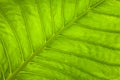 Fresh green leaf nature background Royalty Free Stock Photo