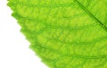 Fresh green leaf nature background, close-up. Royalty Free Stock Photo