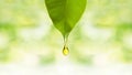 Essential oil drop fall from the leaf with a blurred green background, closeup
