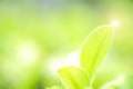 Fresh green leaf and overexposure of sunlight on green nature blurred background