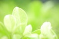 Fresh green leaf and overexposure of sunlight on green nature blurred background