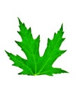 Fresh green leaf of papple isolated Royalty Free Stock Photo