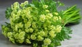 Fresh green leaf, plant, nature bouquet, organic vegetable, healthy eating generated by AI