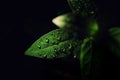 Fresh Green Leaf Plants With Water Drops Close-Up Black Background. Royalty Free Stock Photo