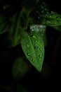 Fresh Green Leaf Plants With Water Drops Close-Up Black Background Royalty Free Stock Photo